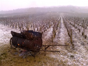 photo vigne broutette+clou hiver
